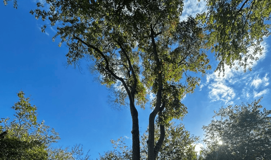 Crown & Root Tree Works