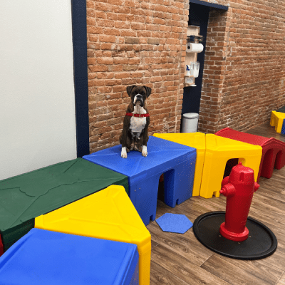 DOG TRAINING SERVICE