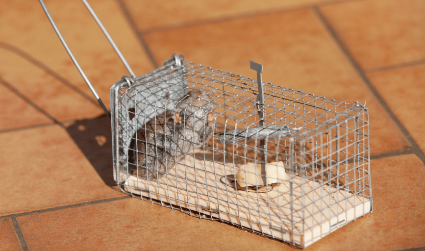 ATTIC RODENT REMOVAL