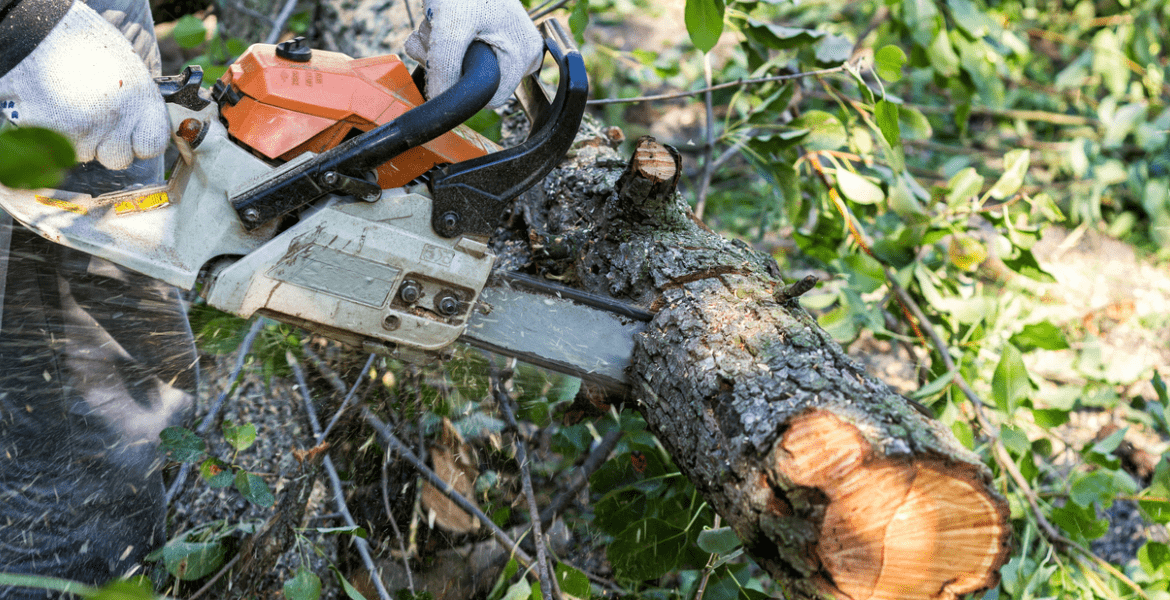 Tree Service Miranda