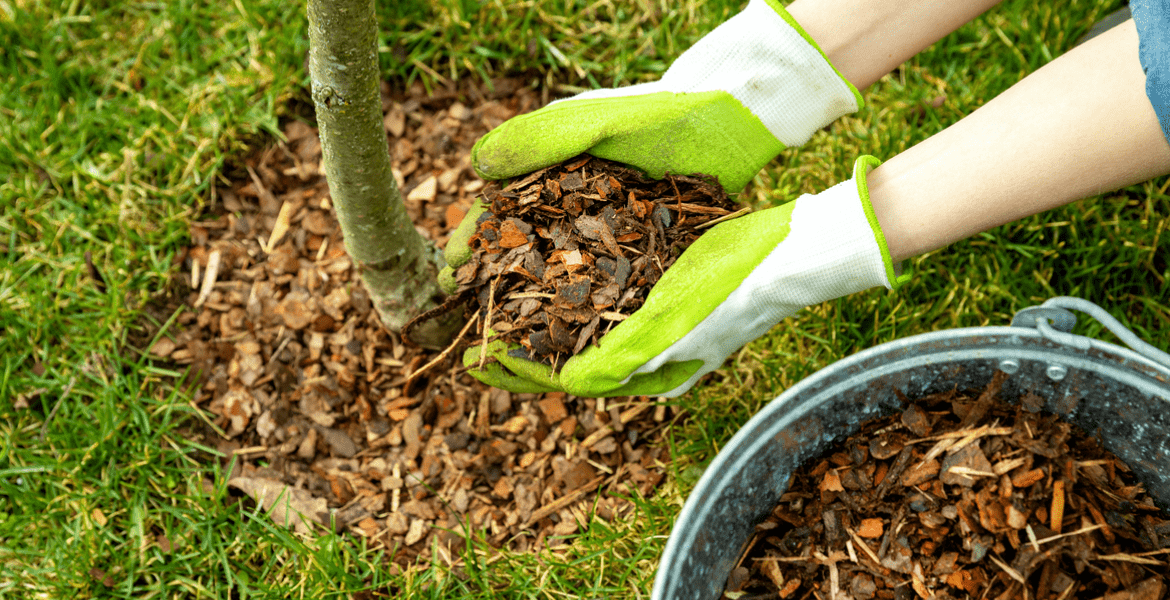 Tree Service Miranda