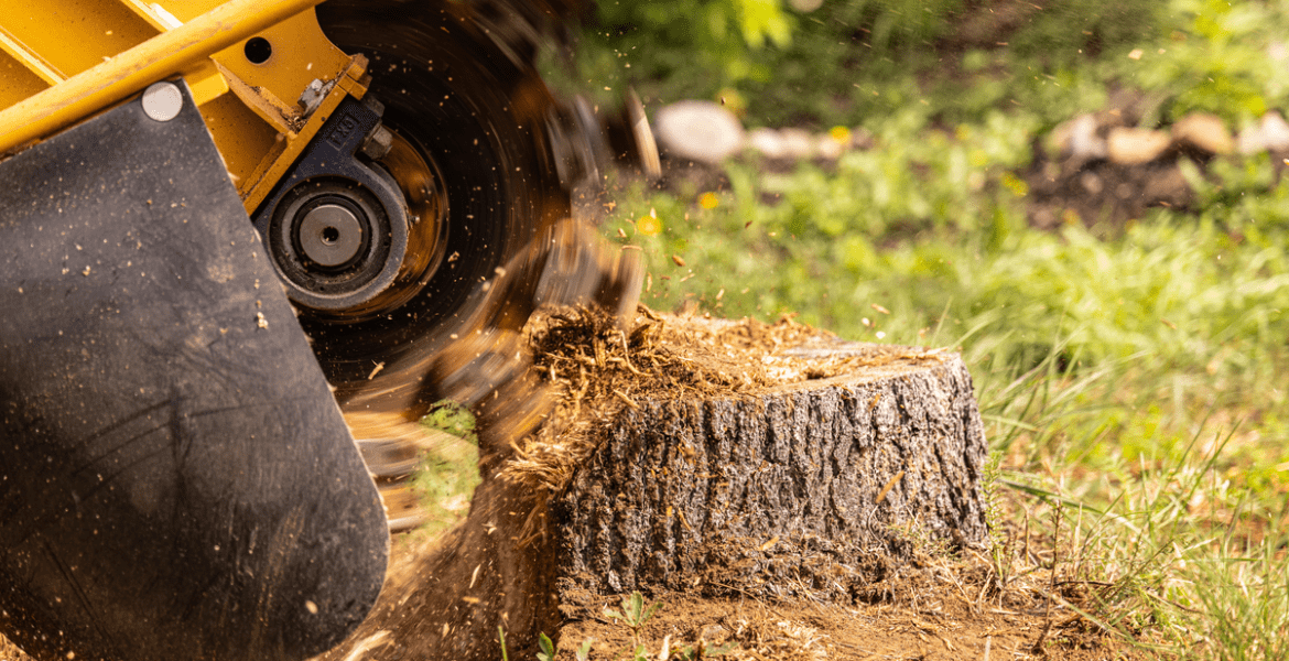 Tree Service Miranda