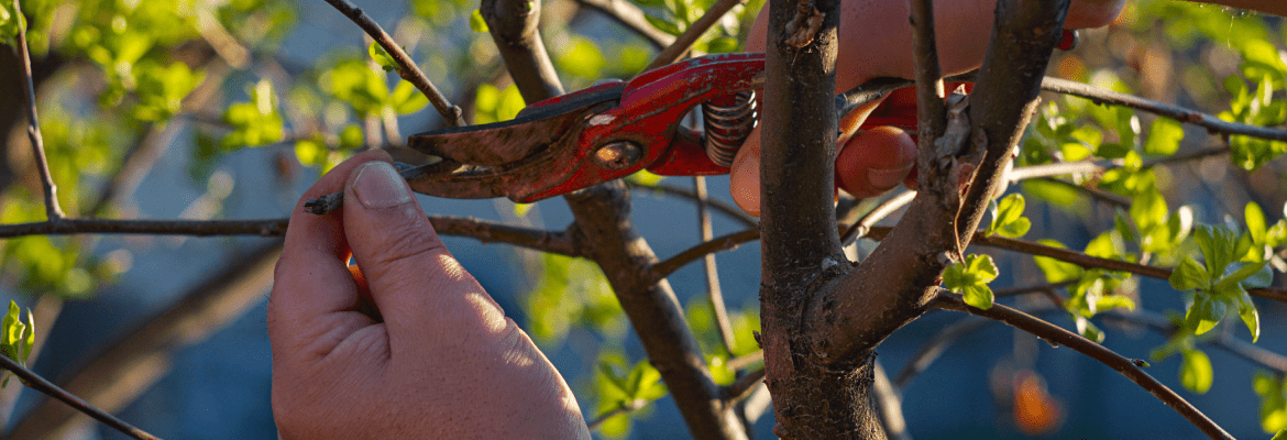 Figueroa G Landscaping