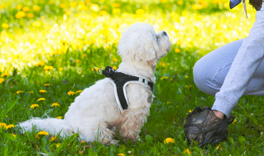 RESIDENTIAL DOG WASTE REMOVAL