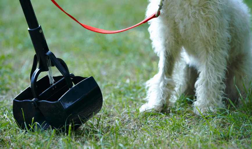 COMMERCIAL DOG WASTE REMOVAL