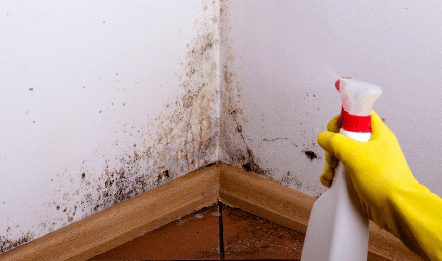 MOLD REMOVAL