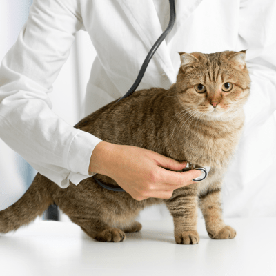 PET WELLNESS EXAM