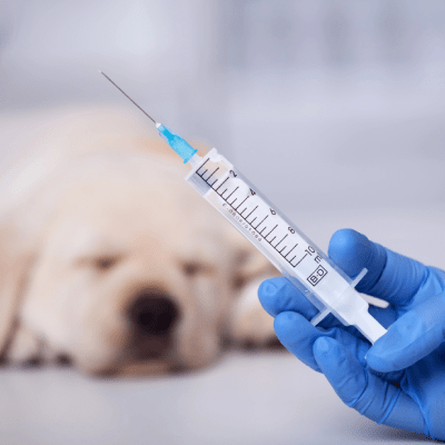 PET VACCINATION
