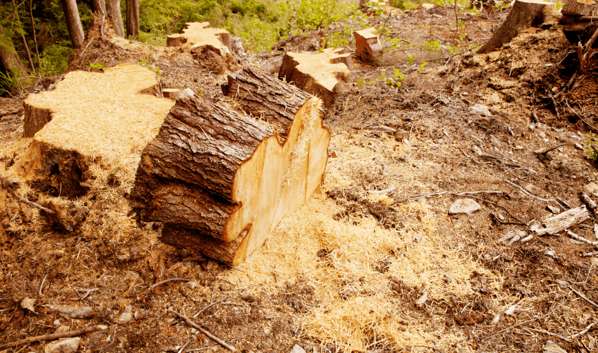 STUMP GRINDING