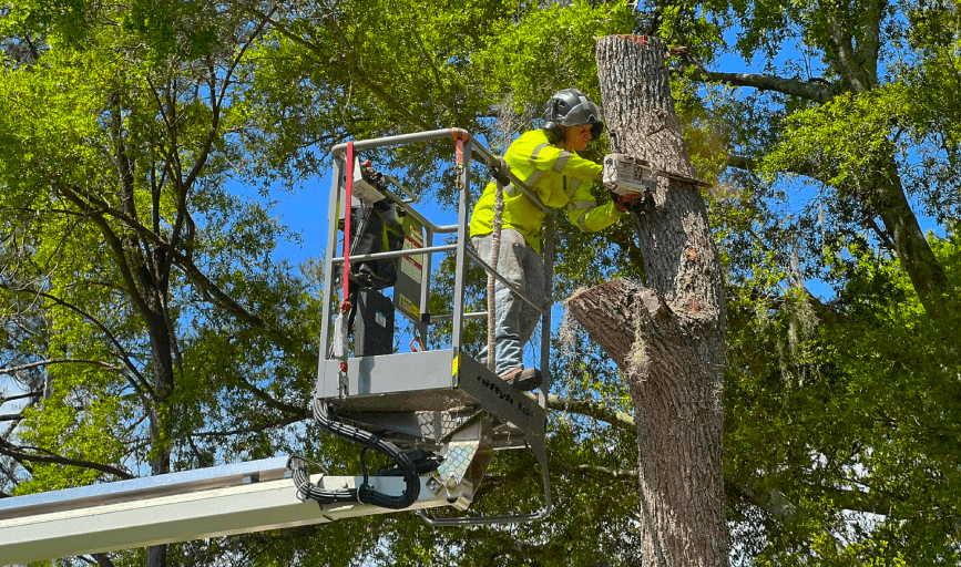 TREE TRIMMING