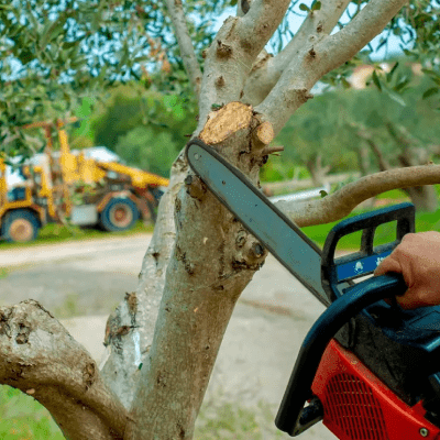 TREE TRIMMING