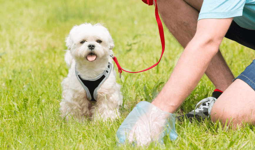 RESIDENTIAL PET WASTE CLEANUP