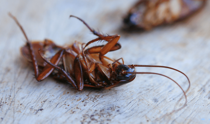 COCKROACH EXTERMINATION