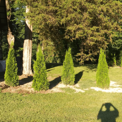 TREE PLANTING SERVICE 