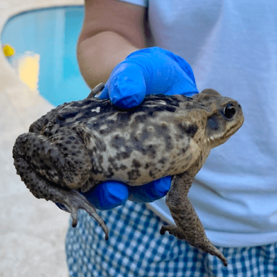 CANE TOAD REMOVAL