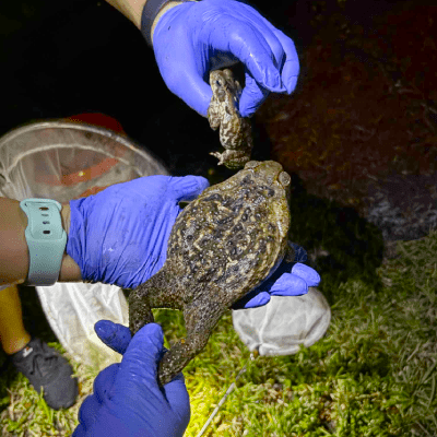 CANE TOAD PREVENTION