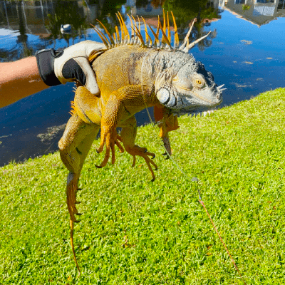 IGUANA REMOVAL