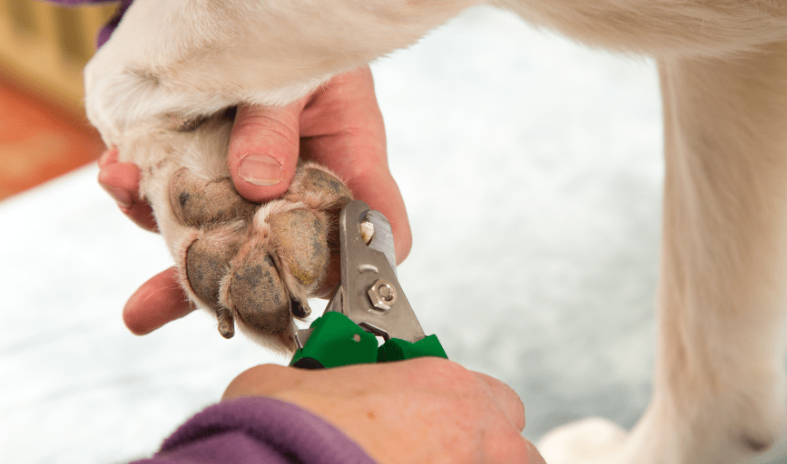 DOG NAIL TRIMMING