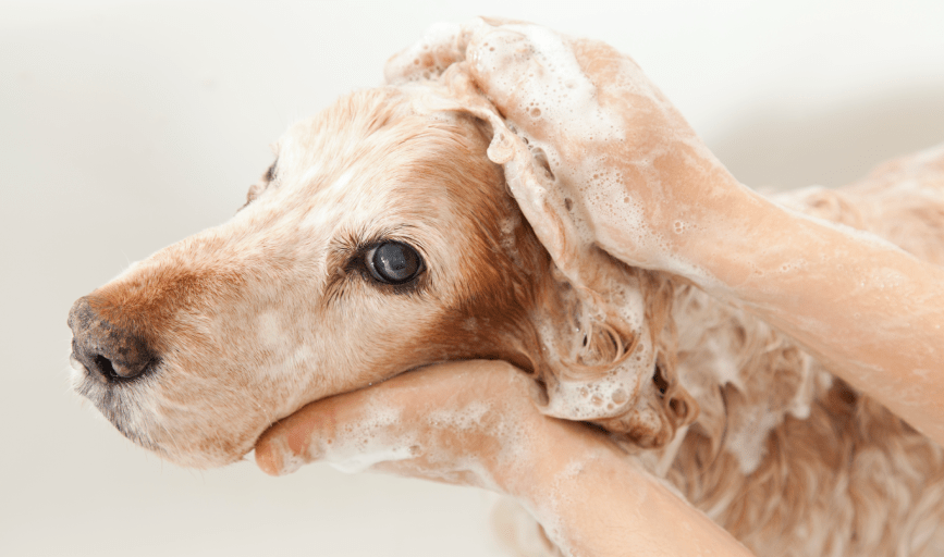 DOG BATHING