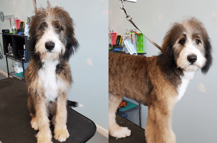 Dog Grooming by Jefferson