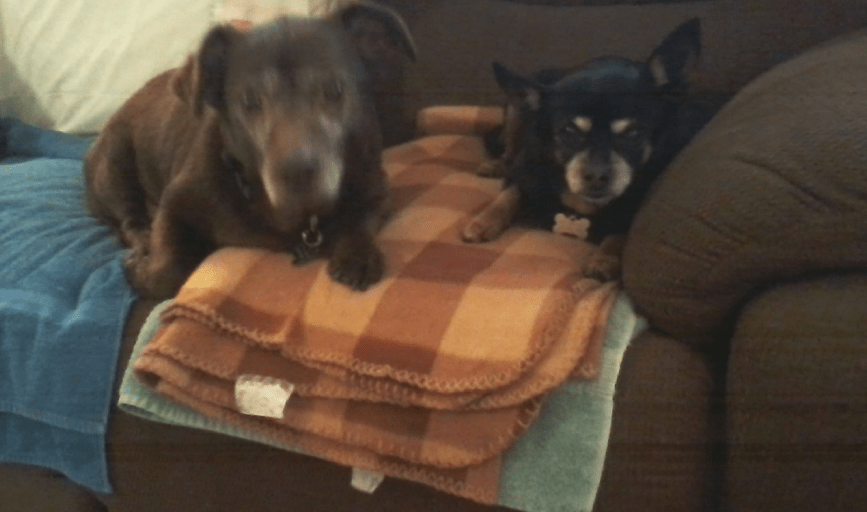 SPECIAL NEEDS PET SERVICES