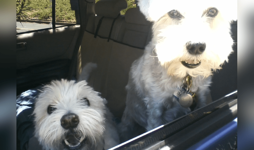 DOG SITTING AND DOG WALKING CARE VISITS