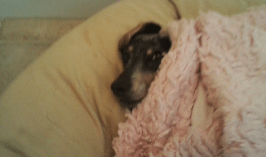 Leilani's Best Friends Pet Sitting