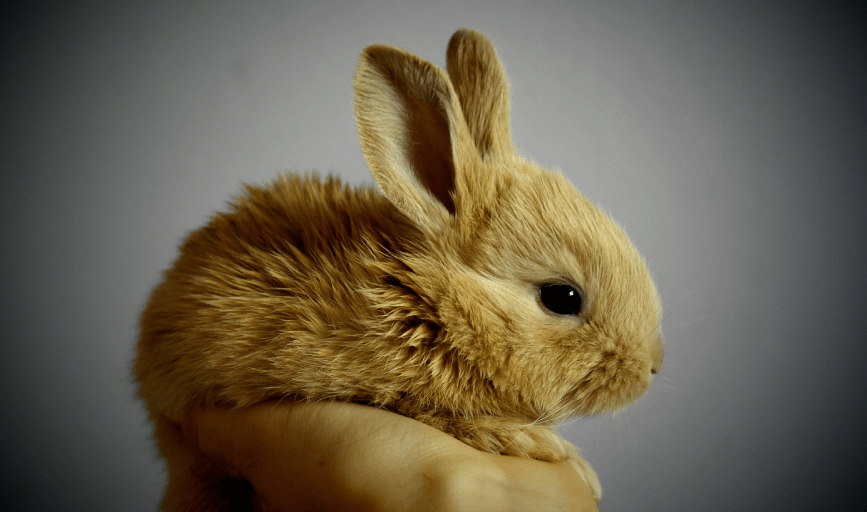 Leilani's Best Friends Pet Sitting