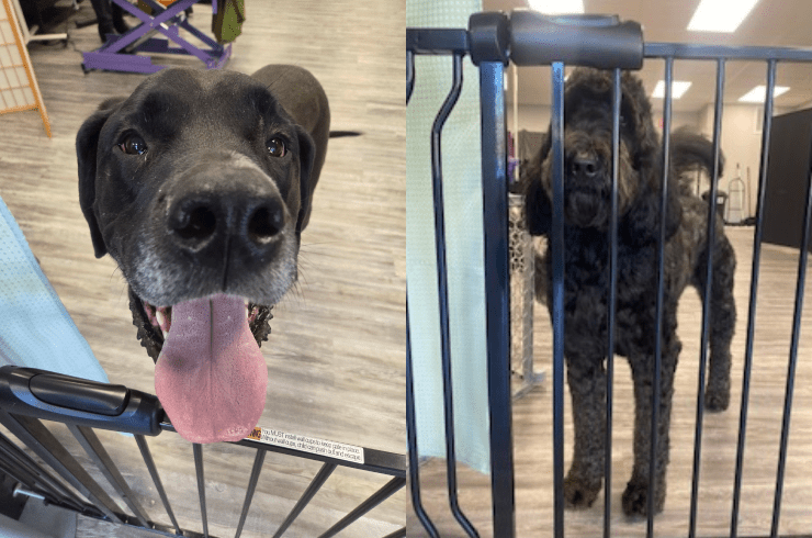 Pawsitively Perfect Pups