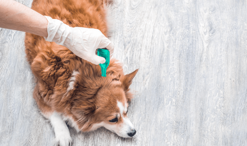 DOG FLEA TREATMENT