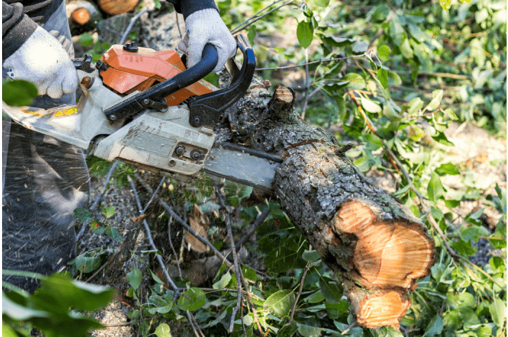 The Roczey Company: Small Tree Removal