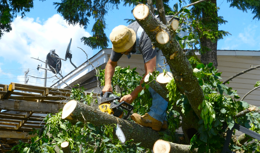 TREE TRIMMING