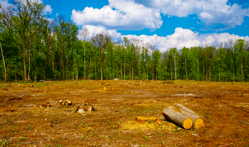 LAND CLEARING