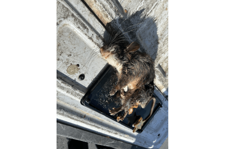 Nor Cal Rodent Exclusions