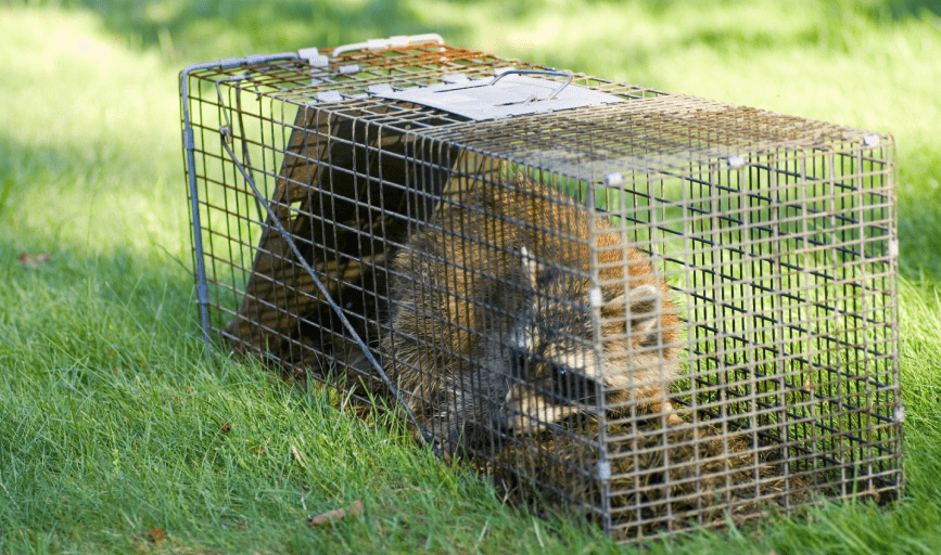 WILDLIFE TRAPPING