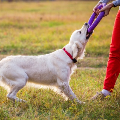 ADVANCED DOG TRAINING