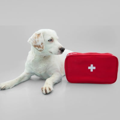 MEDICAL ALERT DOG TRAINING