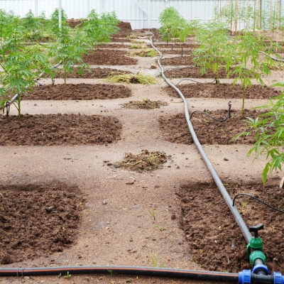 CANNABIS IRRIGATION SYSTEMS