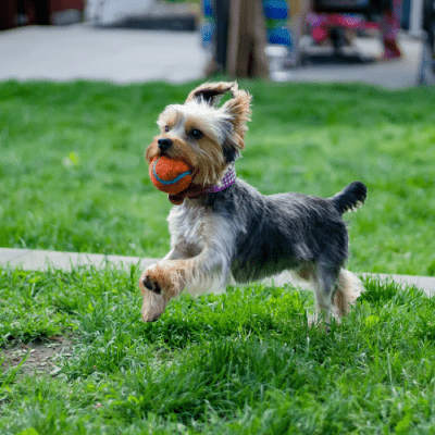 PET SANITATION SERVICES