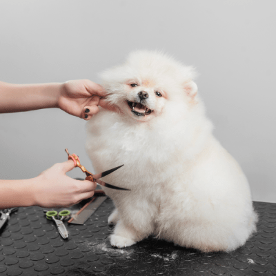 DOG GROOMING