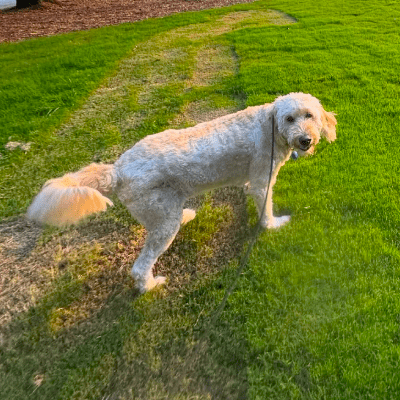 DOG DROP-OFF SERVICE