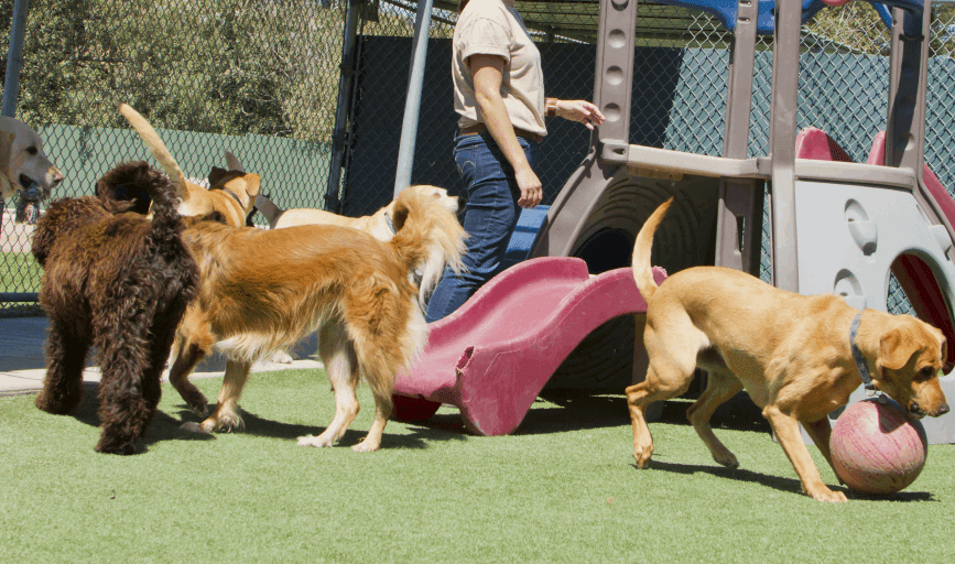 Happy Wagging Tails Dog Boarding