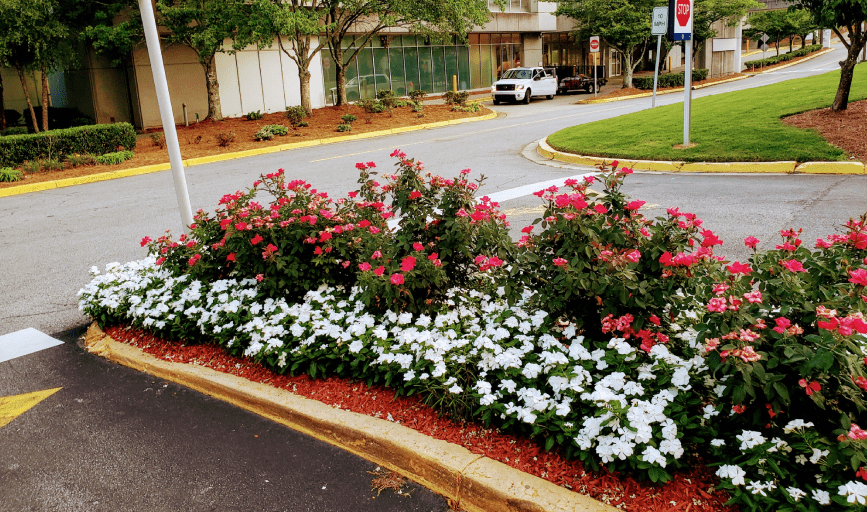 LANDSCAPE RENOVATION