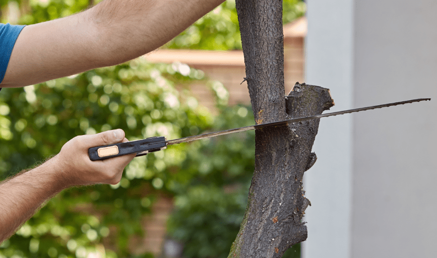 TREE TRIMMING
