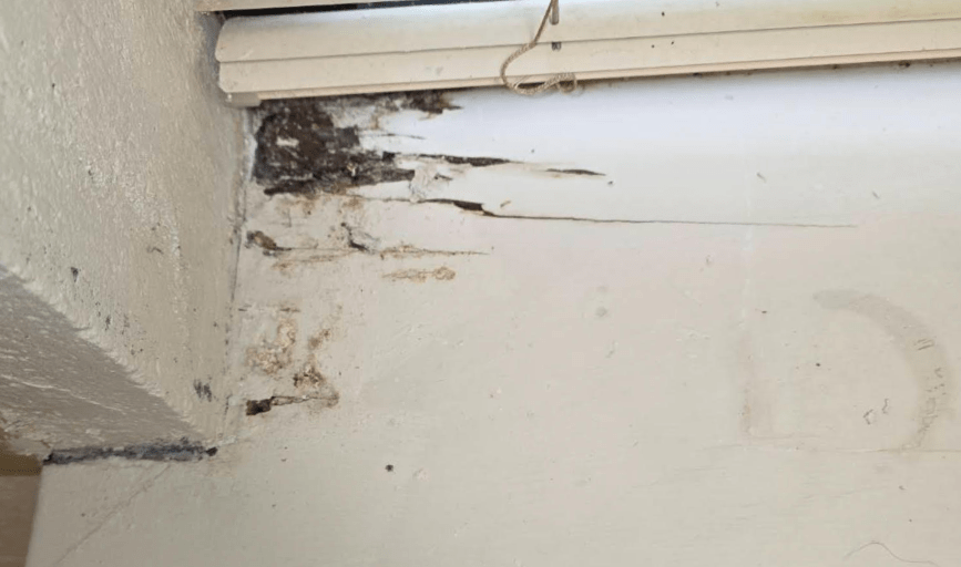 MOLD AND MILDEW INSPECTION