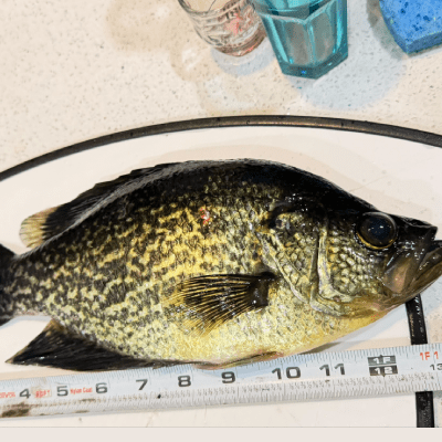 Half-Day Fishing Charters