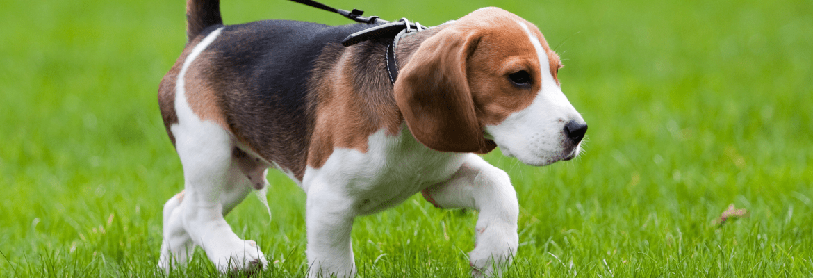 Schultheis Dog Boarding 