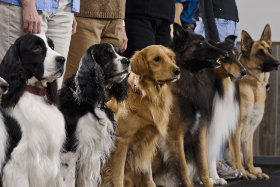 Schultheis Dog Boarding 