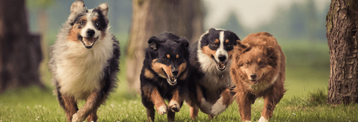 Schultheis Dog Boarding 