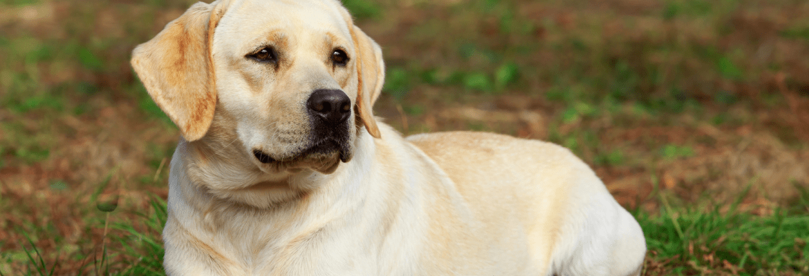 Schultheis Dog Boarding 